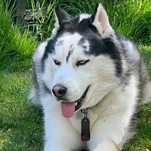 Meet your Posher, Joey